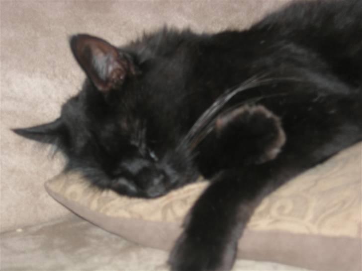 Maine Coon pelle - zzzzzzzzz billede 7