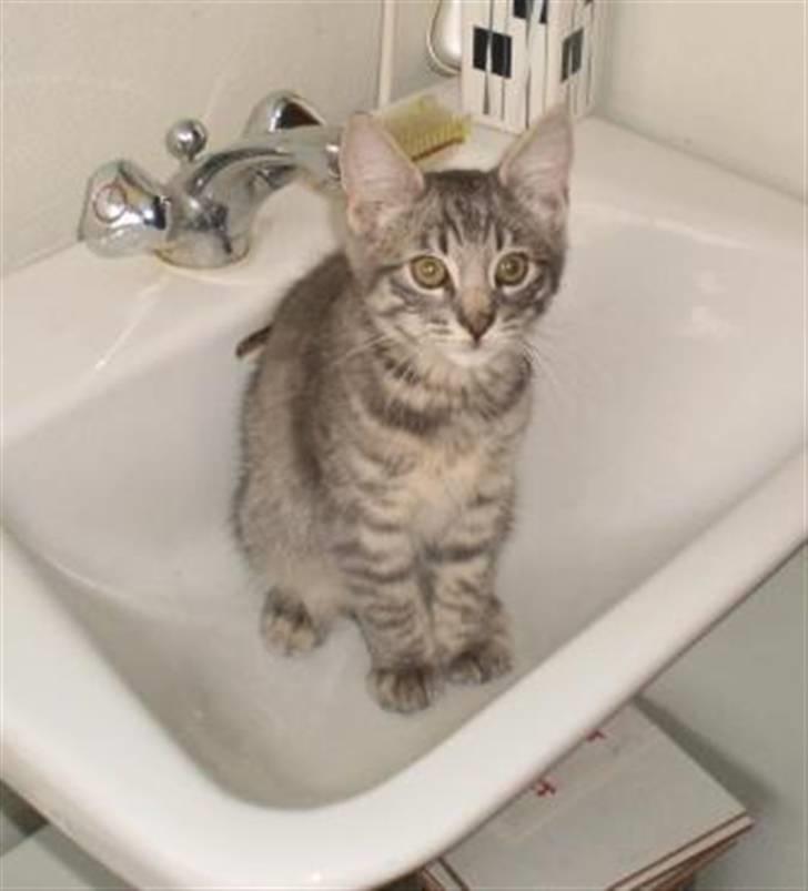 Blanding af racer Bàndit billede 1