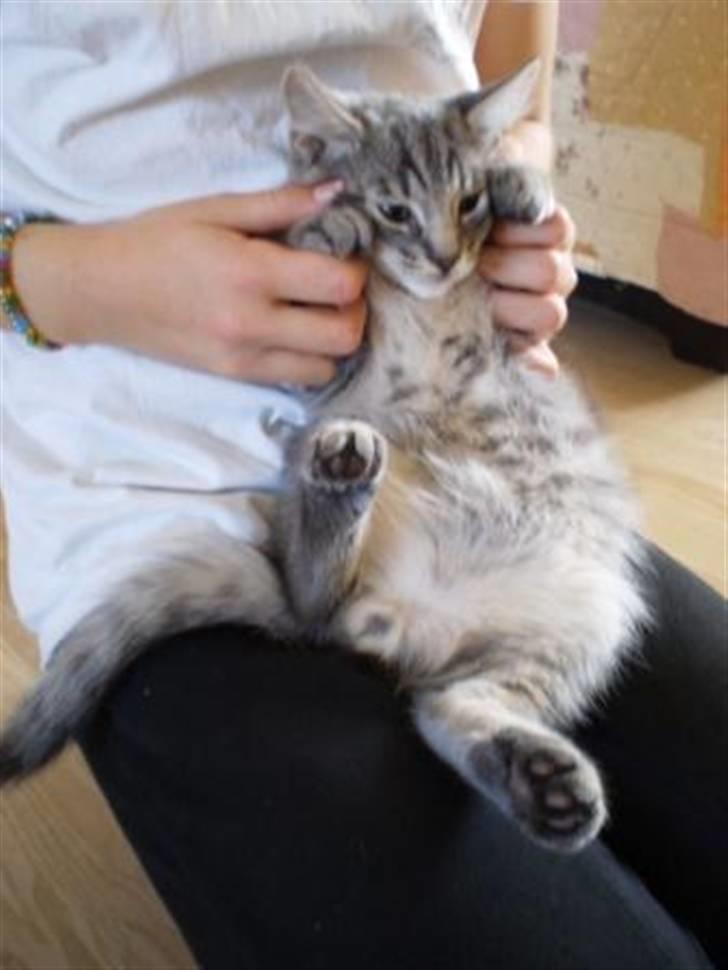 Blanding af racer Bàndit billede 2