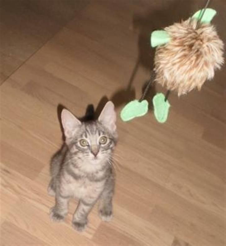 Blanding af racer Bàndit billede 3