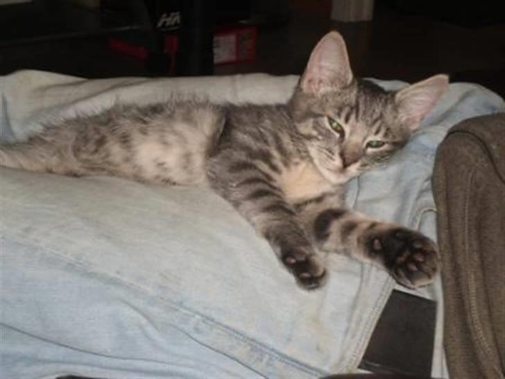 Blanding af racer Bàndit billede 4