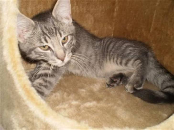 Blanding af racer Bàndit billede 5