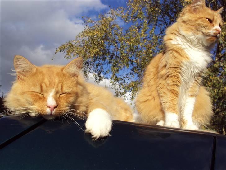 Blanding af racer Monty **SAVNES Stadig** billede 16