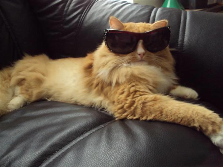 Blanding af racer Monty **SAVNES Stadig** billede 17