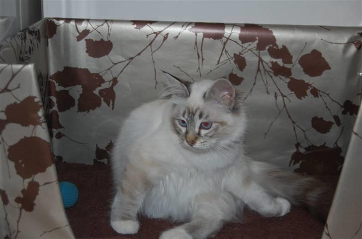 Hellig Birma DK Rosenlysts Zebra(Diva) billede 12