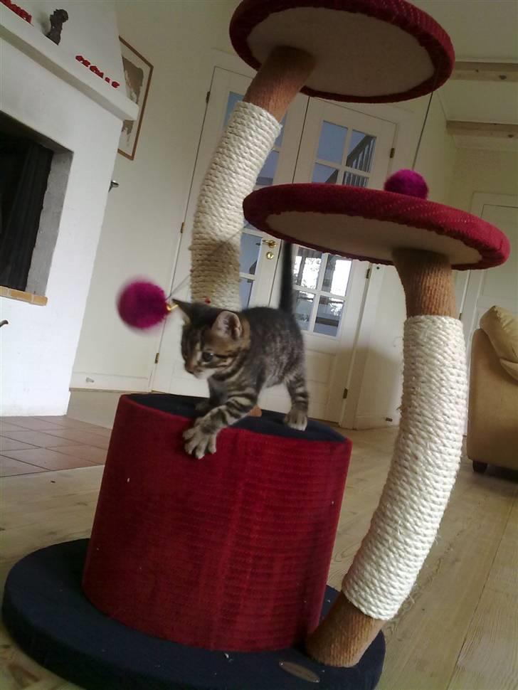 Huskat Lille billede 1