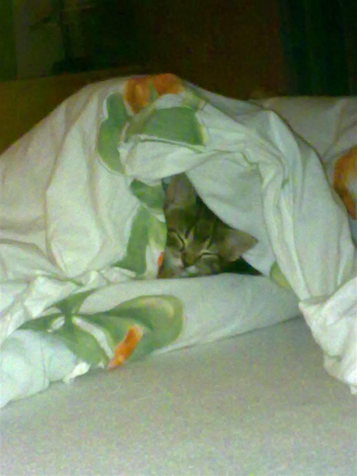 Huskat Lille billede 2