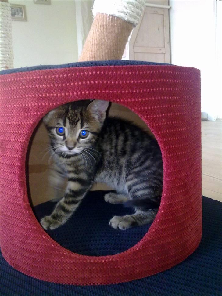 Huskat Lille billede 3