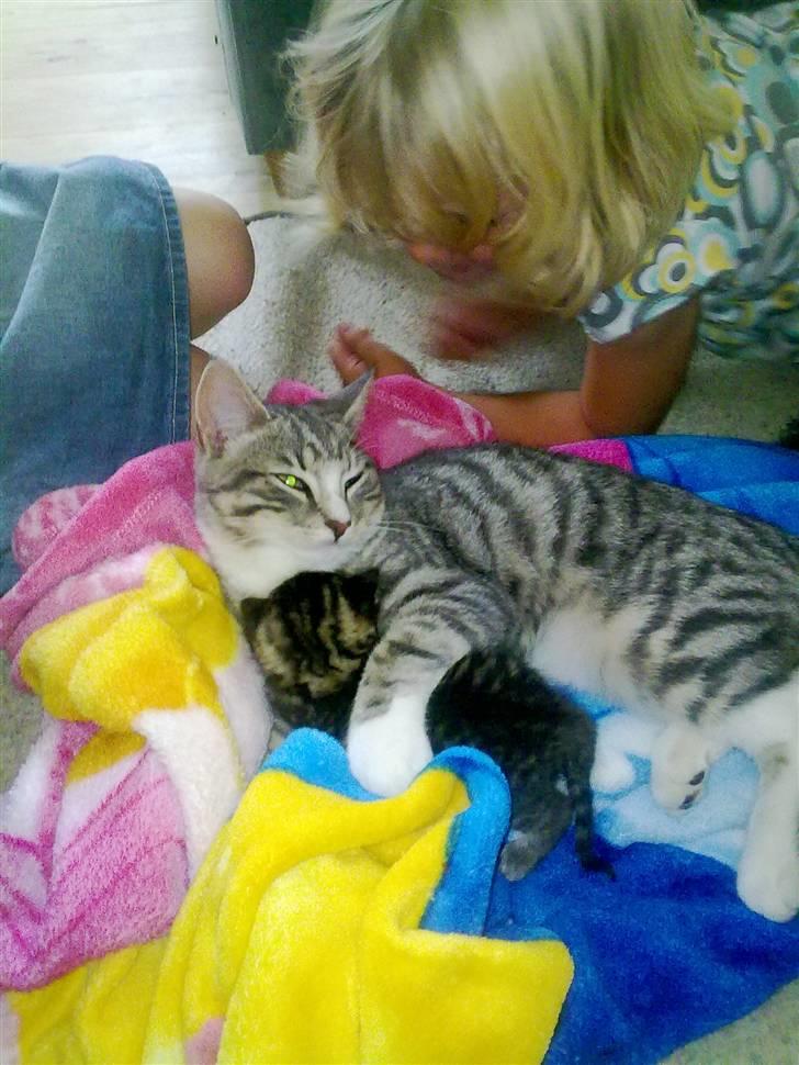 Huskat Lille billede 4