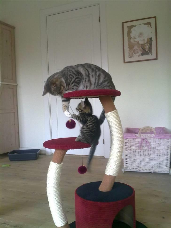 Huskat Lille billede 5