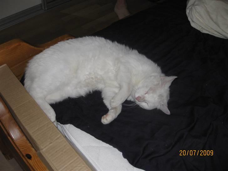 Huskat Malthe - Ligger inde i soveværelset "Ahh"  billede 2