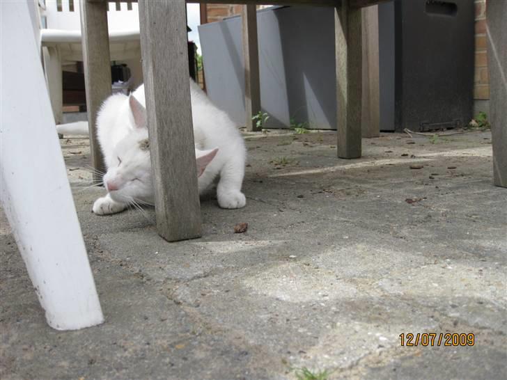 Huskat Malthe - Klør sig lige ved bord stolpen, udenfor billede 3