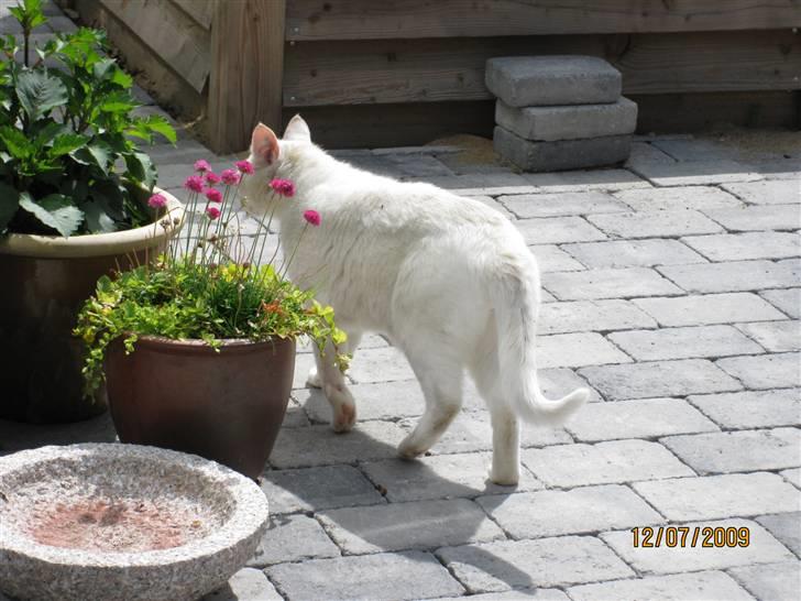 Huskat Malthe - Snuser til planten. billede 4