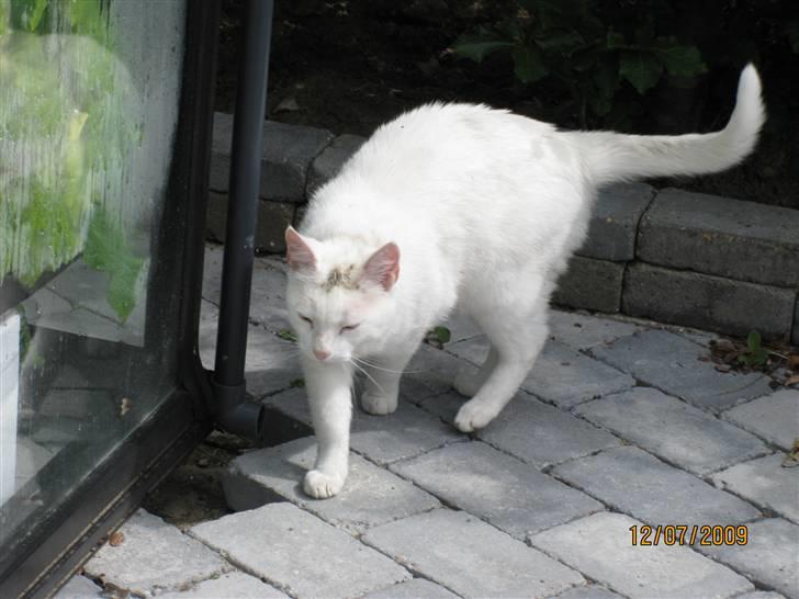 Huskat Malthe billede 5