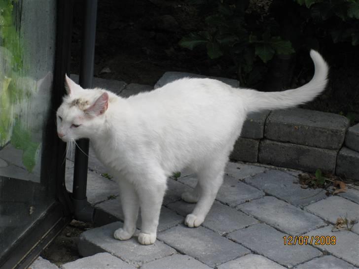 Huskat Malthe billede 6