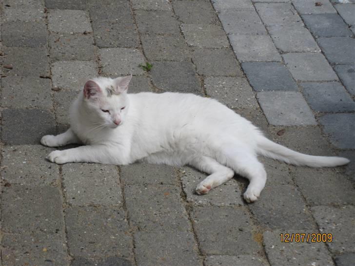 Huskat Malthe billede 7