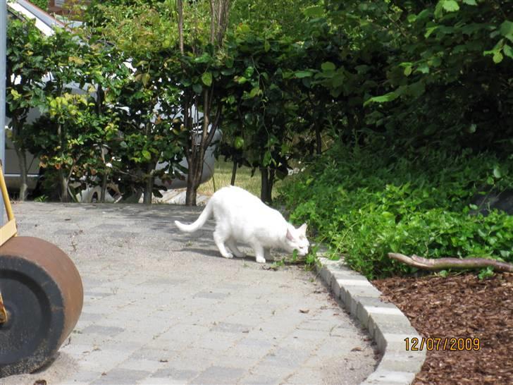 Huskat Malthe billede 8