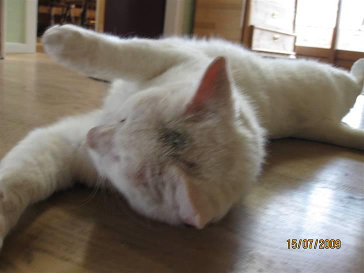 Huskat Malthe billede 9