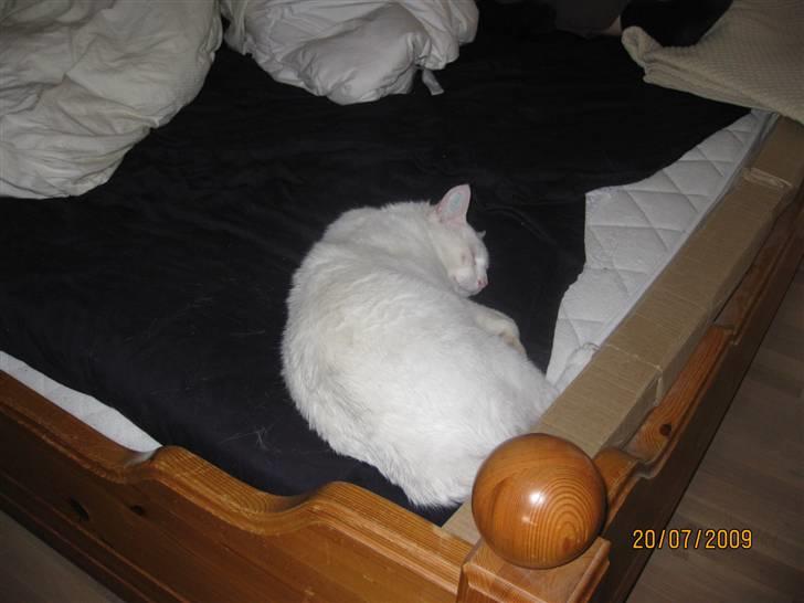 Huskat Malthe billede 10