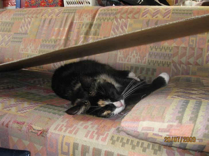 Huskat Tinka billede 1