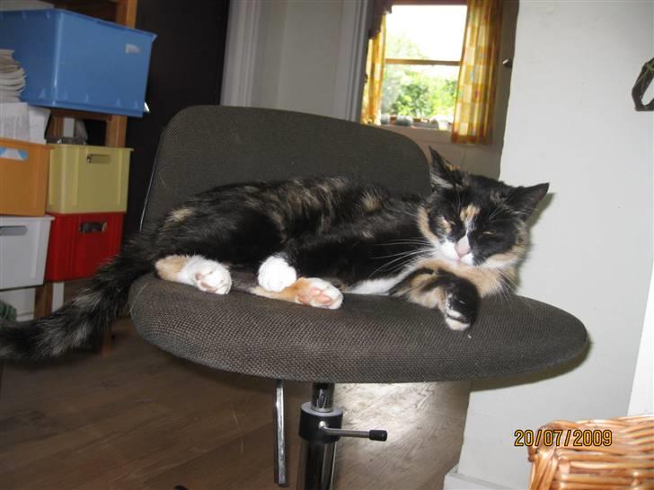 Huskat Tinka billede 2