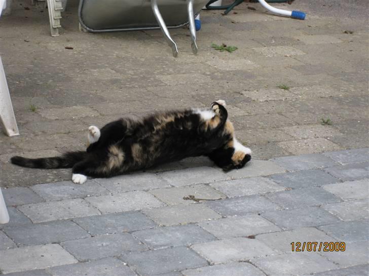 Huskat Tinka billede 3