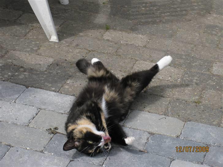 Huskat Tinka billede 4