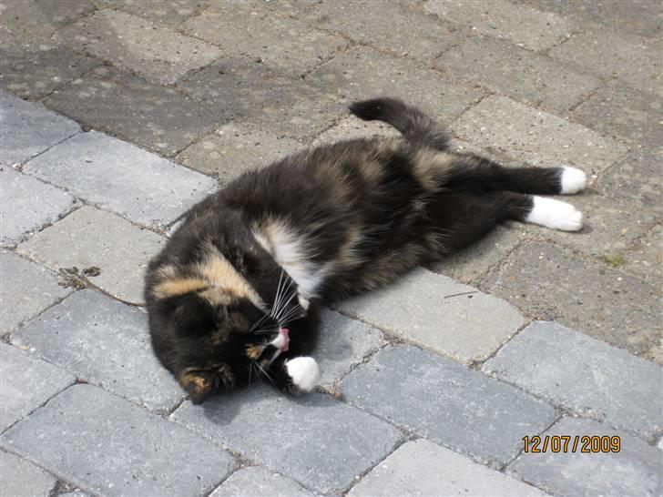 Huskat Tinka billede 5