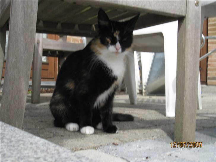 Huskat Tinka billede 6