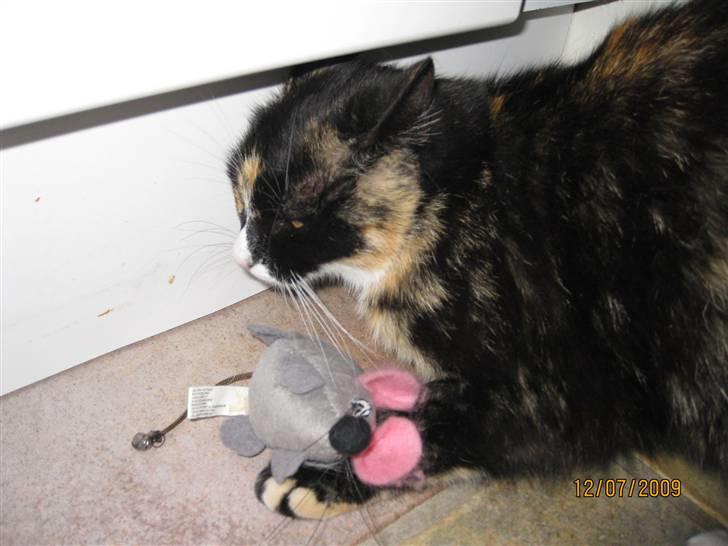 Huskat Tinka billede 7