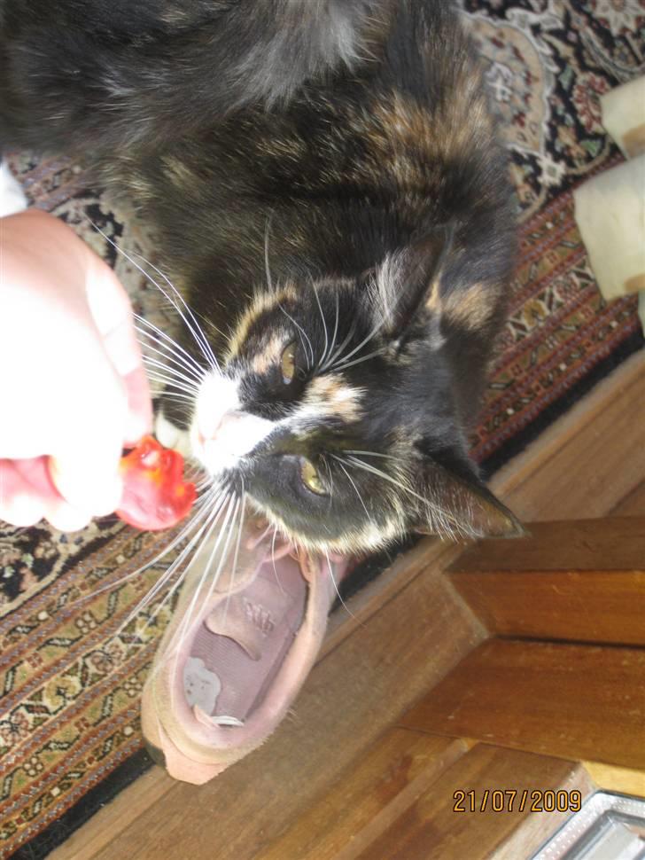 Huskat Tinka billede 8