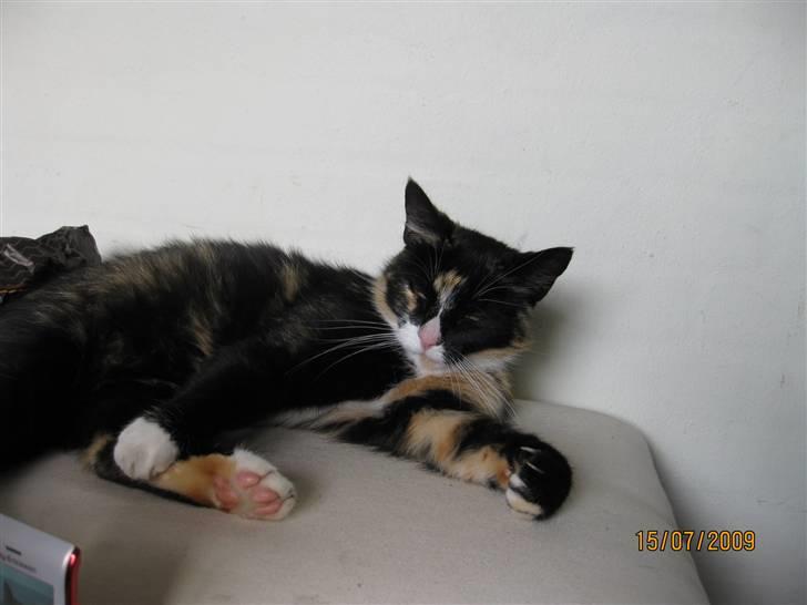 Huskat Tinka billede 9