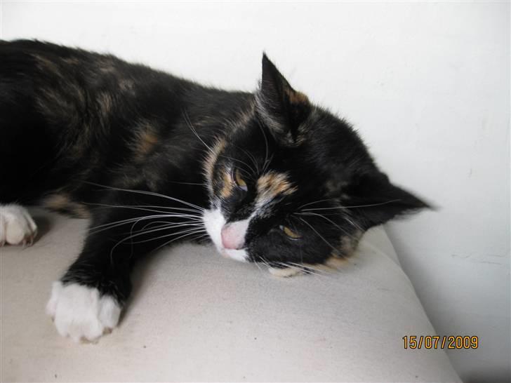 Huskat Tinka billede 10