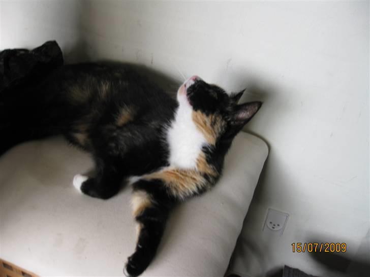 Huskat Tinka billede 11