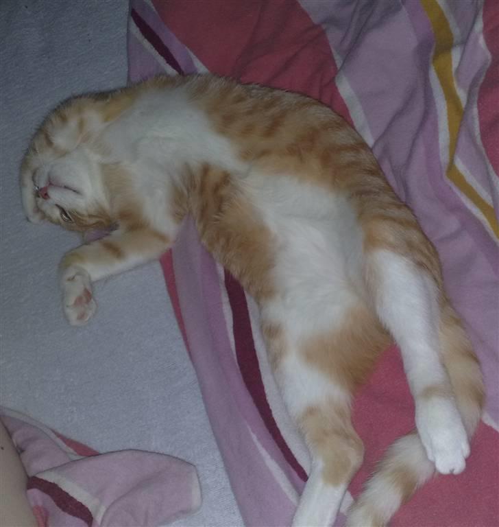 Huskat Minnie billede 12