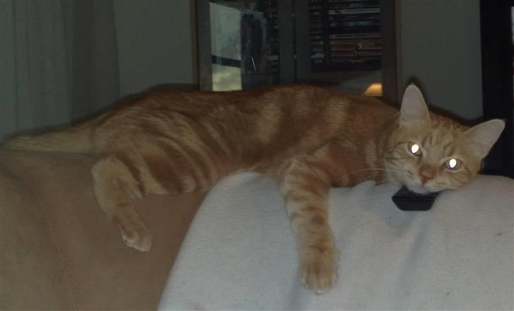 Huskat Simba billede 16