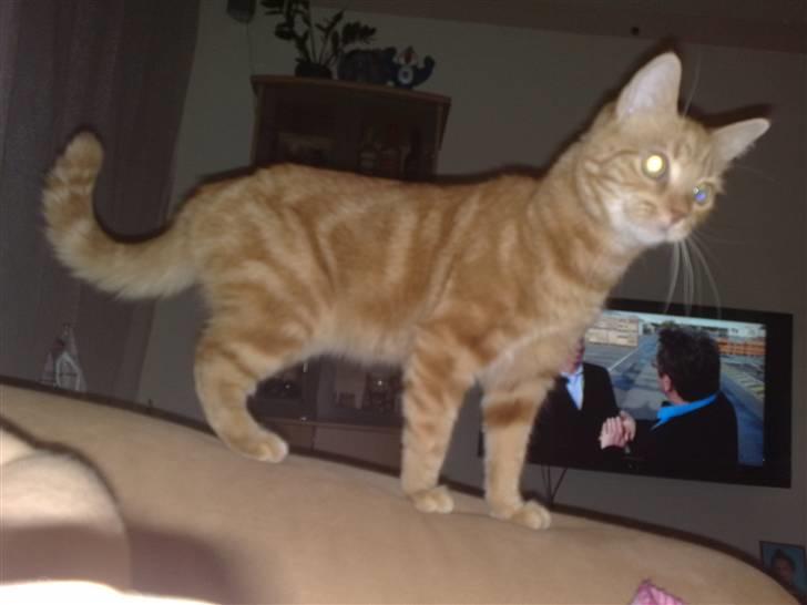 Huskat Simba billede 17