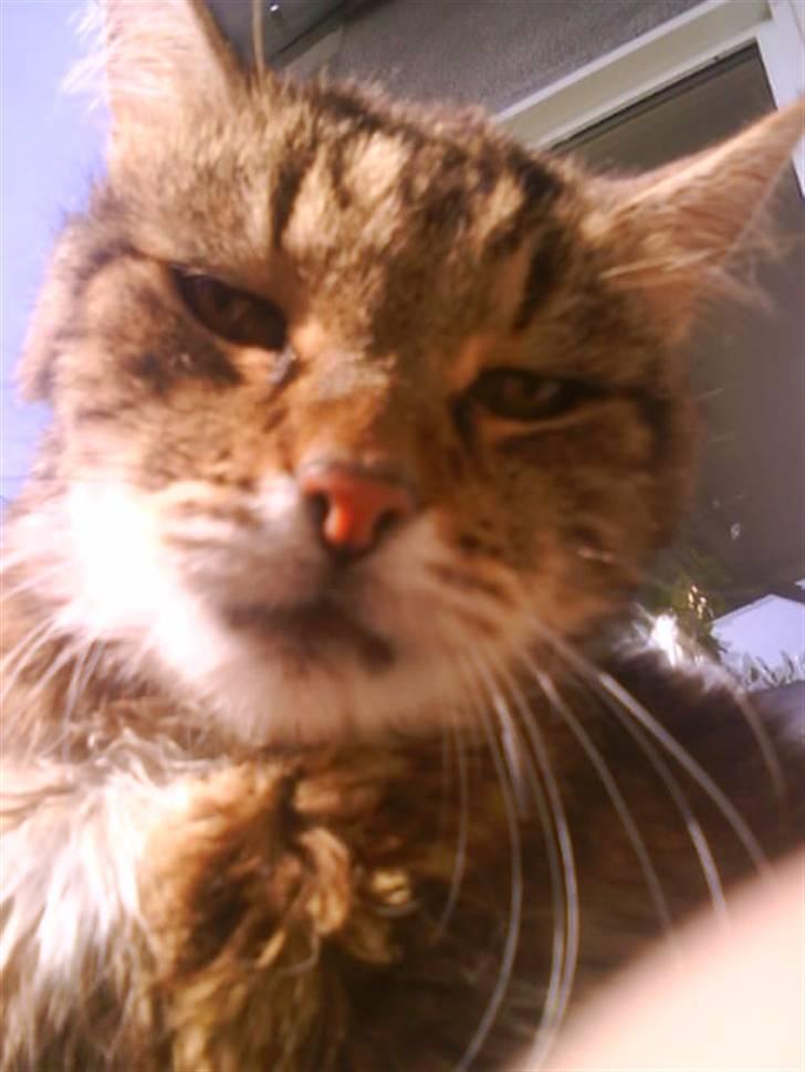 Norsk Skovkat / Huskat Fridolin<3 R.I.P - Hov.. hvad er dog det Q: <3 læg en beddømlse & en kommentar. <3 billede 14