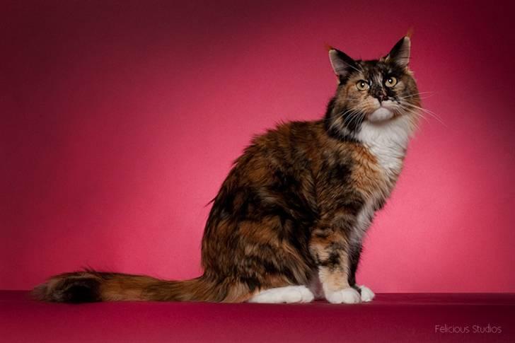 Maine Coon DK Bæklund's Issa billede 1