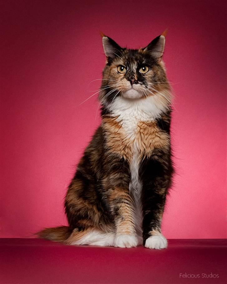 Maine Coon DK Bæklund's Issa billede 2