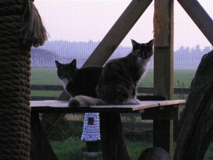 Maine Coon DK Bæklund's Issa billede 3