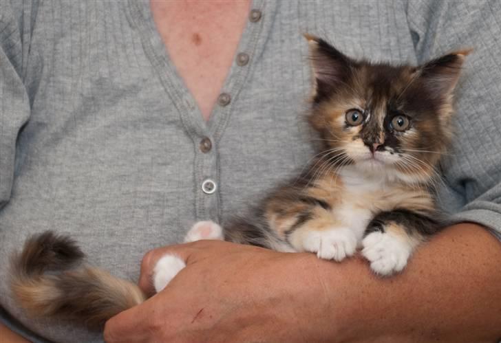 Maine Coon DK Bæklund's Issa billede 4