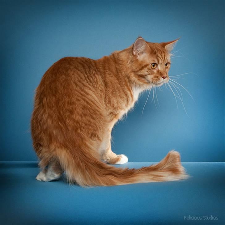 Maine Coon DK Coon Breeders Garfield billede 5