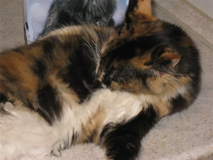 Maine Coon DK Bæklund's Issa billede 5