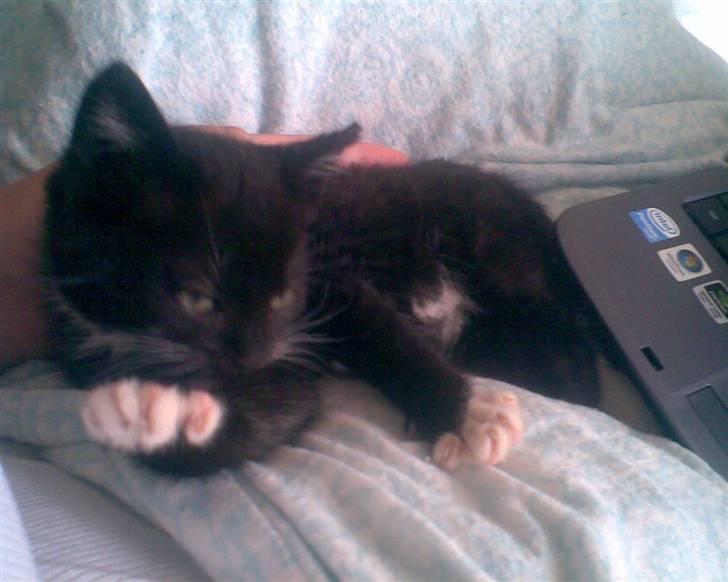 Huskat Oskar Jensen - Jeg hygger mig rigtigt meget... billede 1