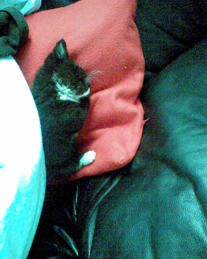 Huskat Oskar Jensen - Sover bare så dejligt, med pude og dyne... billede 2