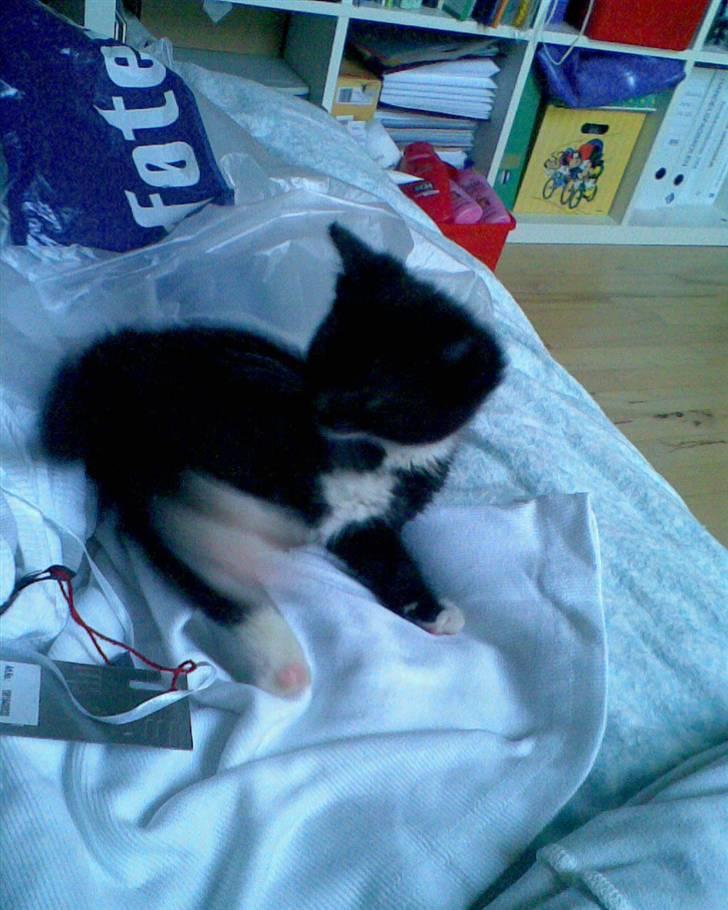 Huskat Oskar Jensen - Lige vågnet fra en middagslur.. billede 3