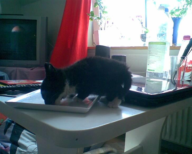 Huskat Oskar Jensen - Hmm, der er da, ikke nogle der opdager, at jeg lige sidder her og spiser rester... billede 4