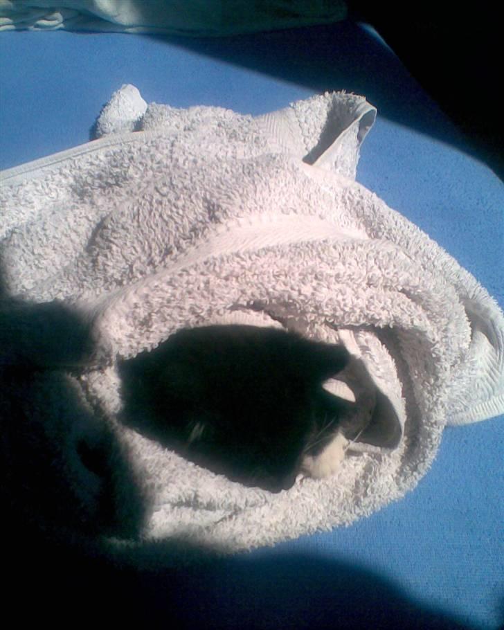 Huskat Oskar Jensen - Efter en badetur er det godt at putte, i et håndklæde... billede 5