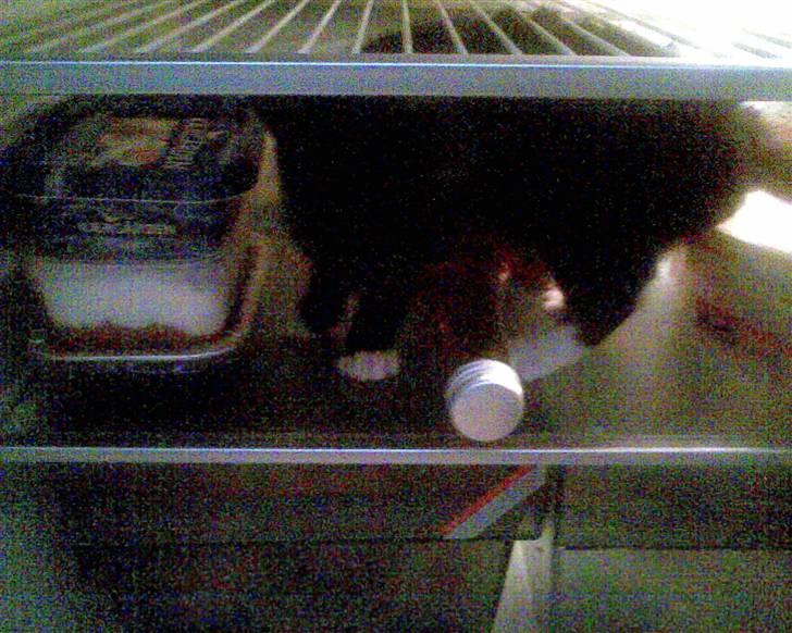 Huskat Oskar Jensen - Er der måske noget mad, her inde der kan spises??? ER SÅ SULTEN..... billede 6